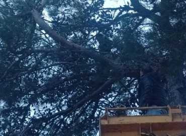 بلدية زبقين تزيل الأغصان المُتدلّية على كابلات الكهرباء حرصًا على السلامة العامة