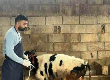 إعطاء الجرعة الثانية والنهائية ضد الحمى القلاعية في مزارع الخيام