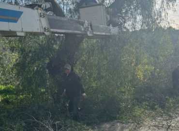 بلدية رومين تبدأ حملة تقليم وإزالة الأشجار المُهدّدة للسلامة العامة