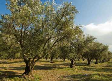 شجرة الزيتون ترفع راية الصمود في يومها العالمي