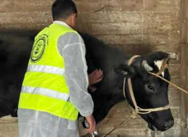 بلدية برعشيت تنفّذ حملة تلقيح للأبقار ضد الحمى القلاعية