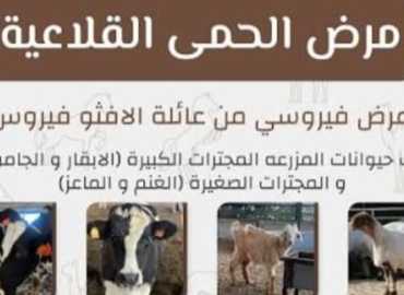 تحذير من انتشار مرض الحمى القلاعية في بلدة مركبا