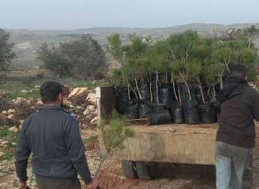 حملة تشجير في حرش محيبيب لإعادة تأهيل المساحات المتضررة