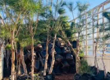 بلدية لبايا تُطلق حملة تشجير للمشاعات والطرقات العامة تعزيزًا للملك العام والمساحات الخضراء