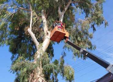 بلدية قانا تقوم بتشذيب الأشجار في مختلف الشوارع
