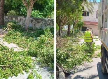 بالصور: بلدية النميرية تطلق حملة تشحيل وتجميل للأشجار