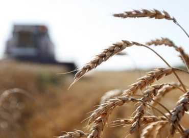 وزارة الزراعة مددت تقديم طلبات تسلم محاصيل القمح حتى 10 آب