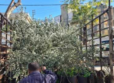 بلدية الطيبة توزّع نصوب زيتون على 115 مزارعًا دعمًا للقطاع الزراعي