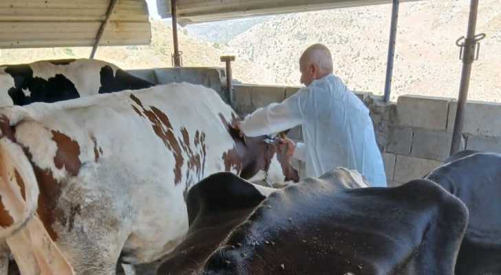بلدية كفرفيلا تتابع الكشف البيطري على المواشي بالتعاون مع وزارة الزراعة