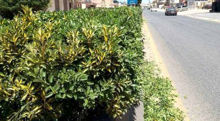 بالصور: إتحاد بلديات جنوب بعلبك ينهي حملة تعشيب وتنظيف الأحواض والجزر على الطريق الدولي