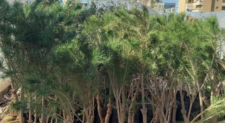 العمل البلدي في منطقة جبل عامل الأولى يوزّع 20 ألف شتلة ضمن حملة التشجير لعام 2026