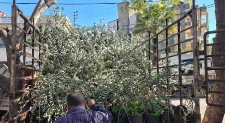 بلدية حانين واتحاد بلديات بنت جبيل يوزّعان أغراس زيتون دعمًا للمزارعين