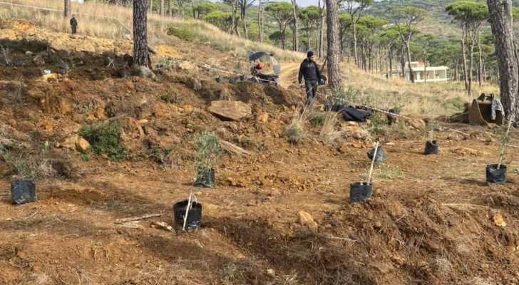 بلدية بتخنيه تنجز زراعة 550 شجرة زيتون بدعم من الأهالي
