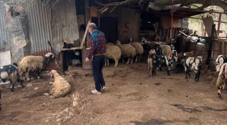 حملة لاتحاد بلديات جبل عامل لتحصين المواشي في بلدتي حولا وميس الجبل