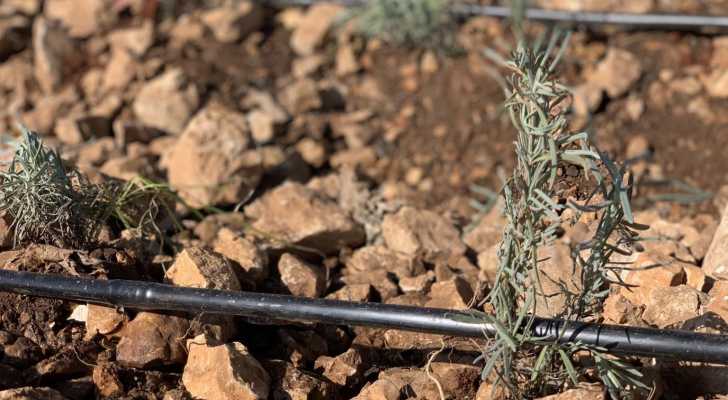 بلدية عيناتا الارز تباشر بزراعة اللافندر وشجر اللزاب تجميلاً للبلدة تحقيقاً للمنفعة الاقتصادية