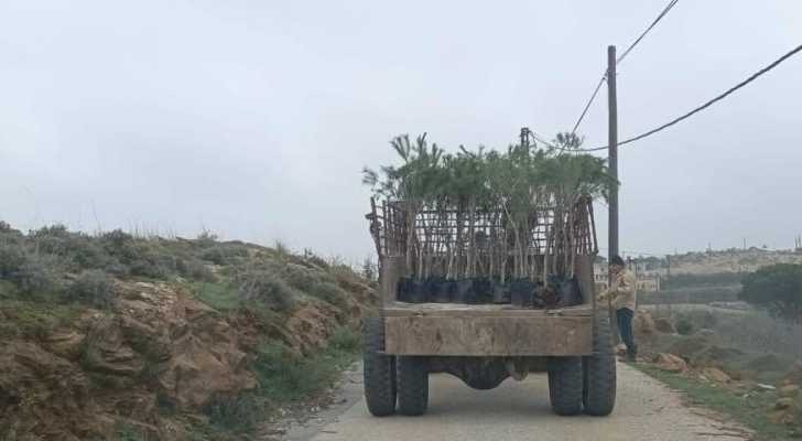 بلدية الريحان تزرع أشجار الصنوبر والخروب لتعزيز الغطاء الأخضر في البلدة