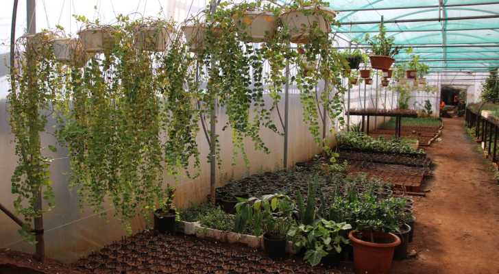 بالصور: مشاتل بلدية الغبيري الزراعية .. تجربة مربحة للبلدية بشتول التجميل والتشجير