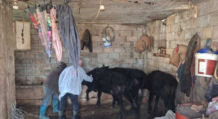 استكمال حملة تلقيح الأبقار ضد الحمى القلاعية في بلدات اتحاد جبل عامل