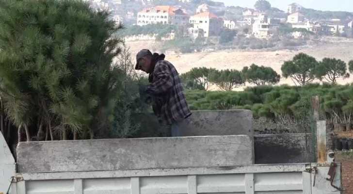 نحو المليونية الثالثة .. مشروع التشجير جمالية ومردود مالي للبلديات