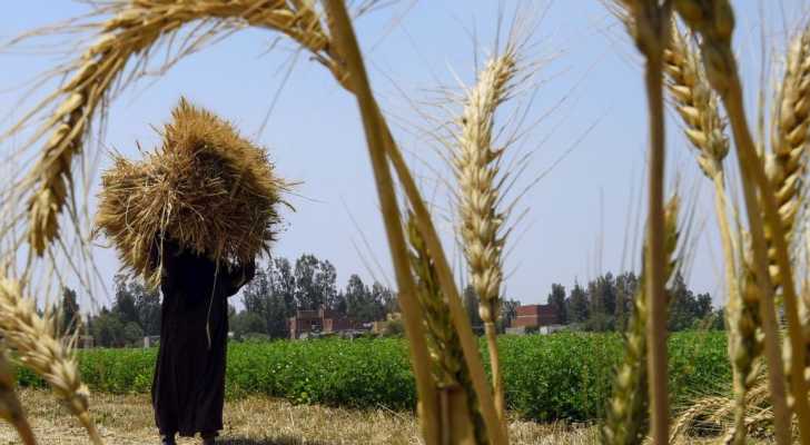 وزارة الزراعة تبدأ باستقبال طلبات الحصول على بذار القمح الطري الصالح لصناعة الخبز