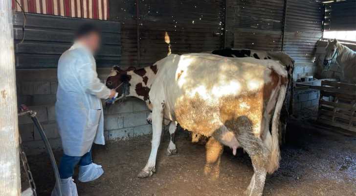 الحمى القلاعية تضرب الثروة الحيوانية في لبنان