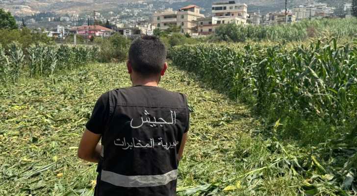 اتحاد بلديات المنية يتلف محاصيل زراعية رُويت بمياه الصرف الصحي ويتخذ إجراءات قانونية بحق المخالف