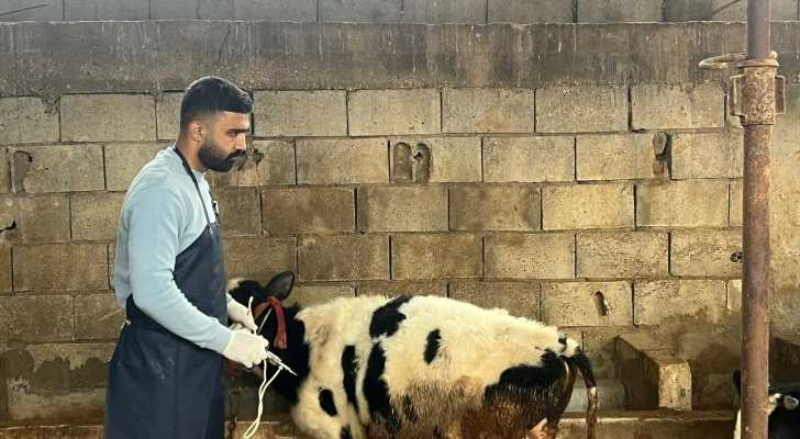 إعطاء الجرعة الثانية والنهائية ضد الحمى القلاعية في مزارع الخيام