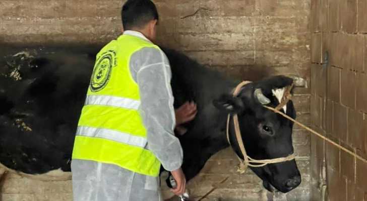 بلدية برعشيت تنفّذ حملة تلقيح للأبقار ضد الحمى القلاعية
