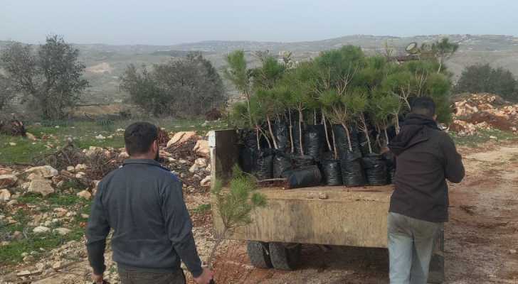 حملة تشجير في حرش محيبيب لإعادة تأهيل المساحات المتضررة