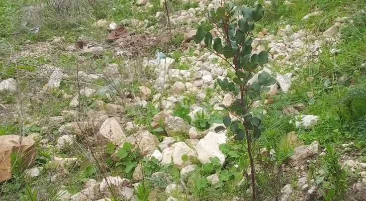 بلدية تفاحتا تُعزز المساحات الخضراء بغرس ٣٠٠ شتلة على جوانب الطرقات