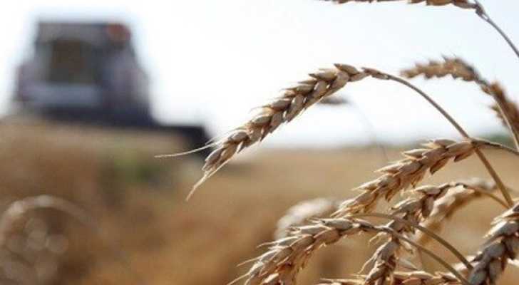 وزارة الزراعة مددت تقديم طلبات تسلم محاصيل القمح حتى 10 آب