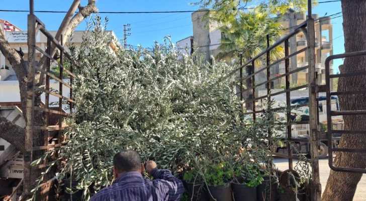 بلدية الطيبة توزّع نصوب زيتون على 115 مزارعًا دعمًا للقطاع الزراعي
